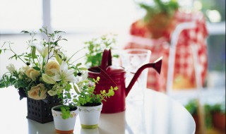 盆栽花卉如何防冻（盆栽植物防冻措施）