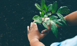 什么盆栽好看又好养 什么盆栽好看又好养还便宜