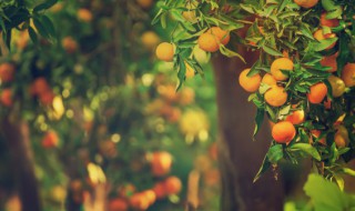 盆栽桔子树如何管理 盆栽桔子树的栽培与管理