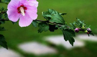 盆栽木槿花是干透在浇水吗 木槿开花时如何浇水