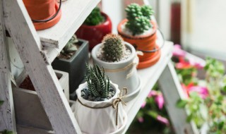 适合在宿舍养的小盆栽都有什么(小盆栽种什么)