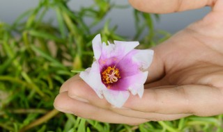 盆栽太阳花夏天需要天天浇水吗（太阳花能经常浇水吗）