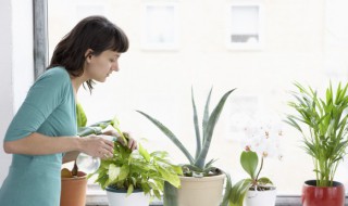 什么盆栽植物除甲醛效果最好 用什么植物除甲醛效果最好