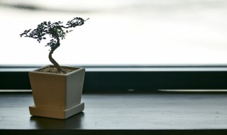 什么样的盆栽比较好养活（什么盆栽容易养活又好看）