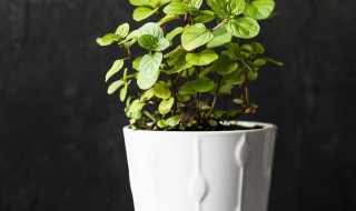 盆栽蝴蝶兰冬天会死吗（盆栽蝴蝶兰怎样过冬）