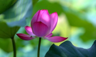 盆栽荷花如何养殖 荷花怎么种植方法家养