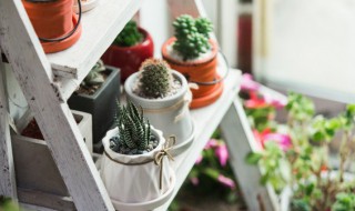 什么小盆栽适合女生在寝室养啊（女生在寝室适合养什么花）