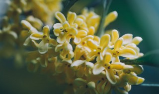 怎样才能让桂花盆栽大量开花 桂花怎么养才能开花多