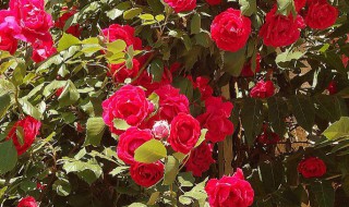 盆栽月季种植方法是什么 月季的栽种方法