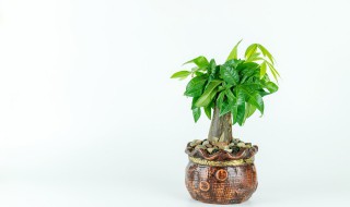 什么盆栽的寓意好 什么盆栽寓意好运