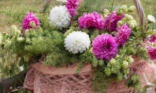 雏菊盆栽怎么养好看（怎么养小雏菊盆栽）