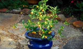 盆栽金桔如何养殖 金桔怎样养植