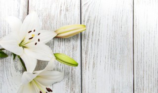 盆栽百合如何养殖(盆栽百合花的养殖方法)