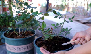 盆栽松土的方法 盆栽松土技巧