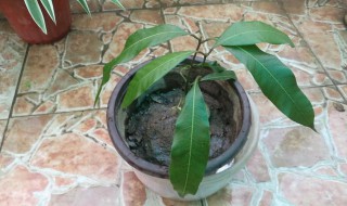 盆栽芒果怎么养(芒果盆栽怎么种,芒果盆栽种植方法)