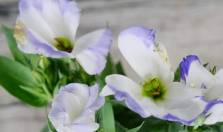 洋桔梗盆栽过冬会冻死吗(洋桔梗冬天会冻死吗)