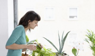 怎么判断盆栽杜鹃花是否需要浇水(怎样判断杜鹃花该浇水)