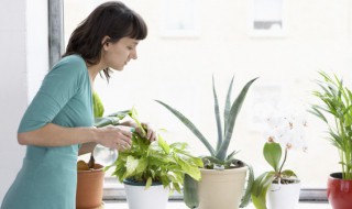 什么盆栽植物不需要阳光 种什么植物不需要阳光