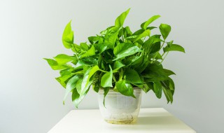 大盆栽绿萝怎么种(大盆栽绿萝怎么养)