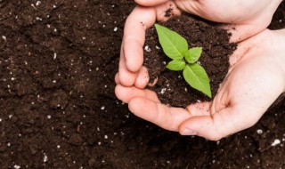 紫藤盆栽用什么土好（紫藤花用什么土养好）