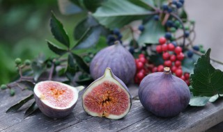 盆栽无花果冬天用浇水吗 冬天移栽无花果怎么浇水