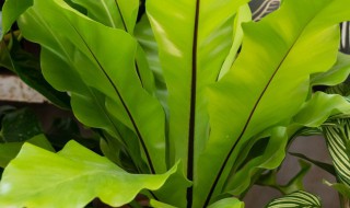 盆栽鸟巢蕨的养殖方法和注意事项 鸟巢蕨的养殖方法和注意事项有哪些