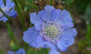 蓝色花盆栽什么花好看（蓝色的花盆栽）