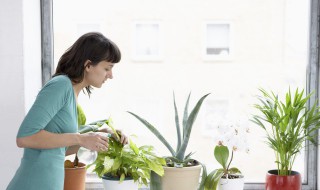 盆栽茉莉花怎样施用硫酸亚铁 茉莉花可以使用硫酸亚铁吗