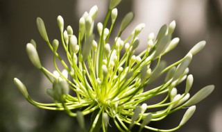 可以盆栽的藤类植物有哪些（藤本花卉植物有哪些）