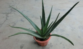盆栽库拉索芦荟怎么养 库拉索芦荟用什么花盆