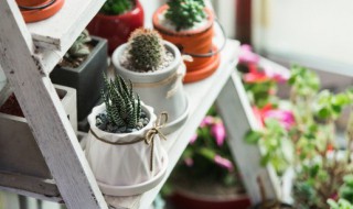 盆栽施什么肥 盆栽施什么肥比较好