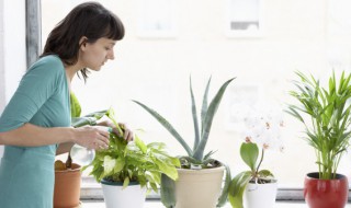 火龙果盆栽能活多久 火龙果种植一次能活多少年