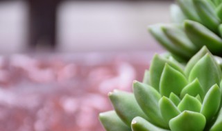 自吸水盆栽碧玉可以一直有水吗 碧玉盆栽可以水养吗