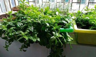 三七盆栽怎么种 三七盆栽种哪里