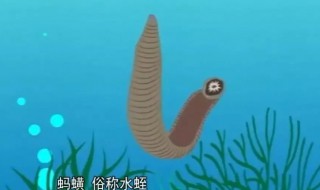蚂蟥和水蛭是同一种东西吗（蚂蟥与水蛭是同种生物吗?）