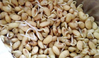 自家黄豆芽怎么发 自己家发黄豆芽怎么做