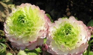 花毛茛有毒吗（蝴蝶花毛茛有毒吗）