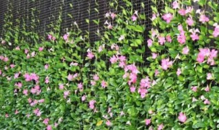 飘香藤冬天会死吗（飘香藤冬天会死吗,蓝雪花的花期是什么时候）