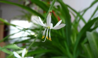 吊兰开花吗（千叶吊兰开花吗）