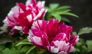 凌霄花的花语是什么(雨中听花语凌霄花的花语是什么)