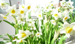 水仙花开完花后怎么处理 水仙花花开过后怎么处理