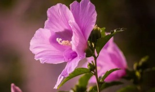 木槿花和扶桑花的区别（木槿花和扶桑花的区别图片）
