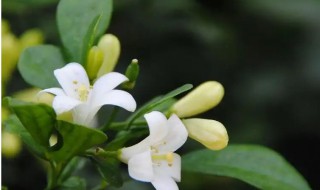 米兰有花苞为啥不开花 米兰花长花苞却不开放是什么原因