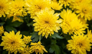 红色非洲菊花语是什么（红色非洲菊花花语）