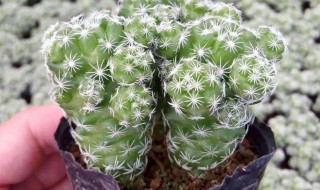 银手指怎么养才漂亮（银手指好养吗）