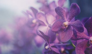 蝴蝶兰长花箭后怎么办（蝴蝶兰长花剑后怎么施肥）