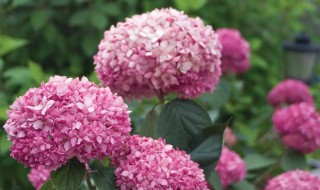 粉色绣球花的花语 各种颜色绣球花的花语