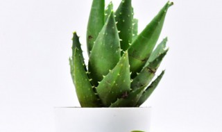 盆栽芦荟什么时候搬进室内（芦荟冬天需要搬到室内吗）