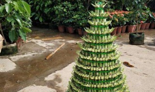 盆栽开运竹怎么养（开运竹的养殖方法和注意事项）