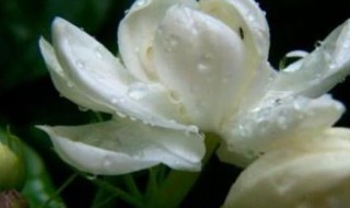 怎样在寒冷的冬天养护盆栽茉莉（北方冬季盆栽茉莉的养殖方法和注意事项）